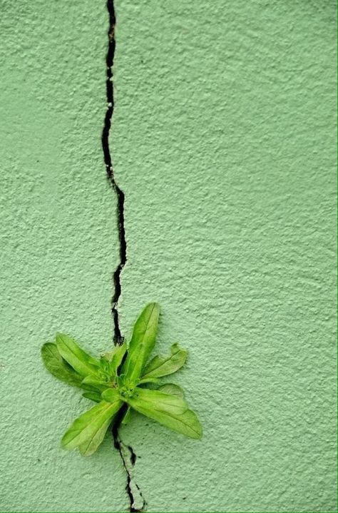 Custom Order Elizabeth