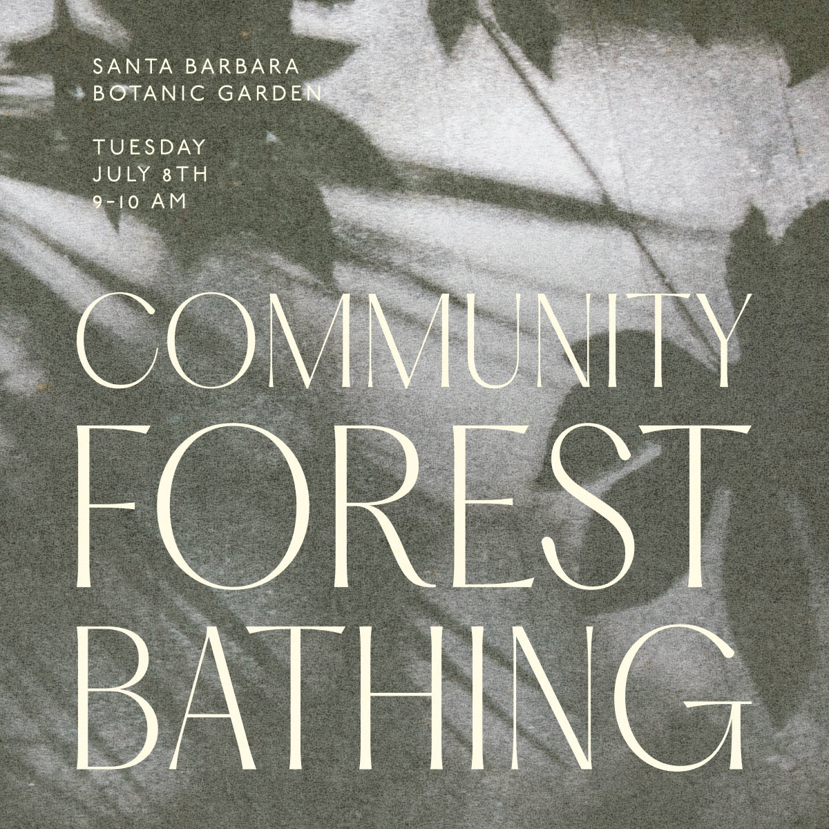 Community Forest Bathing at Santa Barbara Botanic Garden with Giuliana Mottin Tuesday July 8th 9-10 am