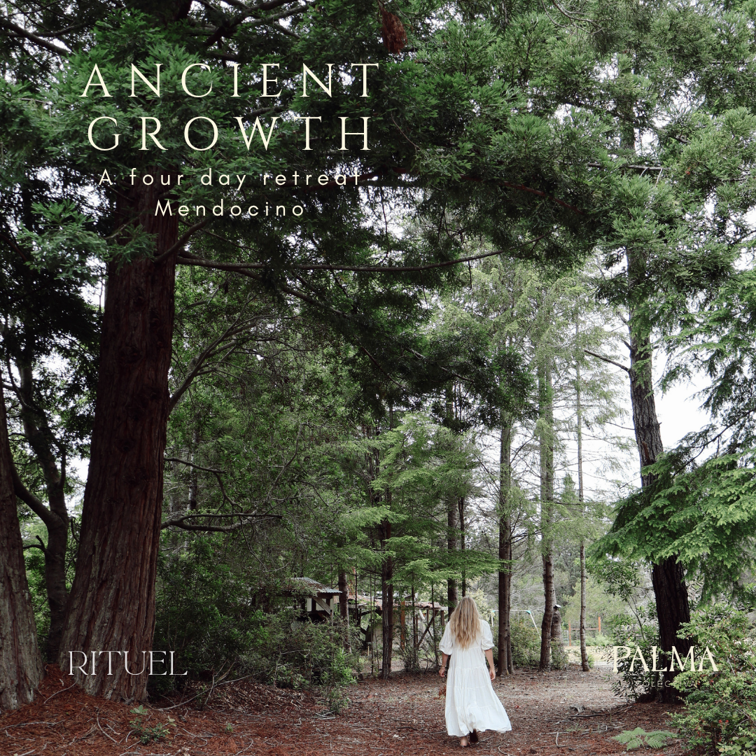 Ancient Growth Mendocino Retreat October 1st-4th