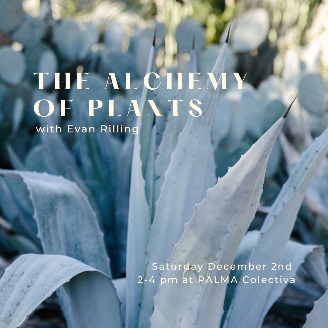 The Alchemy of Plants Saturday December 2nd