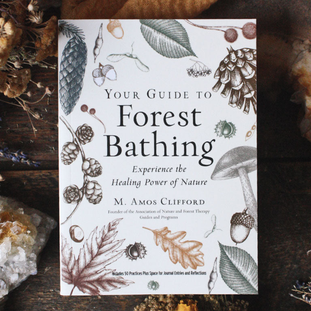 Your Guide to Forest Bathing: Experience the Healing Power of Nature