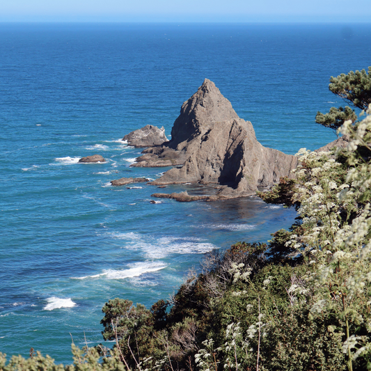 Ancient Growth Mendocino Retreat October 1st-4th